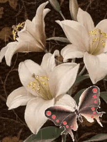 Flowers Butterfly GIF