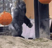Gorilla Walk GIF