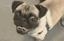 Funny Animals Pug GIF - Funny Animals Pug Bulge Eyes GIFs