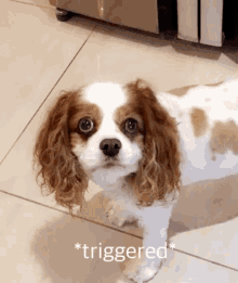 Dog Triggered GIF