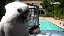 Parrot The Pet Collective GIF - Parrot The Pet Collective Dribking GIFs