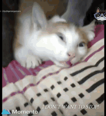 Kitty I Dont Want To Stop GIF - Kitty I Dont Want To Stop Cute GIFs