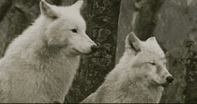 Couple Wolf GIF