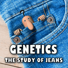 Genetics Study Of Jeans GIF