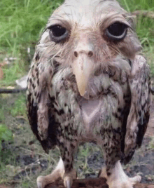 Owl Happy Owl GIF - Owl Happy Owl GIFs