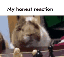 My Honest Reaction Rec Room Guinea Pig GIF - My Honest Reaction Rec Room Rec Room Guinea Pig GIFs