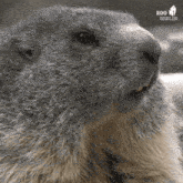 a close up of a ground squirrel 's face with a zoo berlin logo in the background .