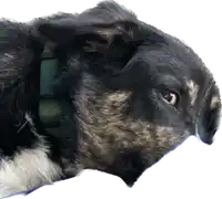 a close up of a dog 's face with a green collar on