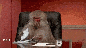 Baboon in office chair shuffling papers.