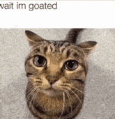Wait Im Goated Goated Cat GIF - Wait Im Goated Im Goated Goated Cat GIFs