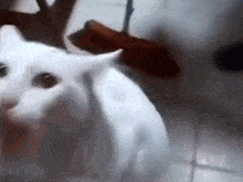 Cat Scary GIF - Cat Scary Mouse GIFs