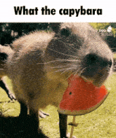 a capybara is eating a slice of watermelon with the caption what the capybara