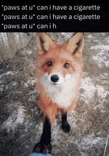 a picture of a fox with a caption that says paws at u