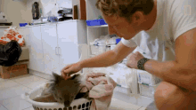 Petting Koala The Future Of Koalas GIF