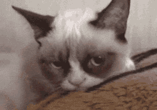 Cердитый кот животные животное GIF - Cat Grumpy Cat Poke GIFs