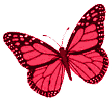 butterflies borboletas
