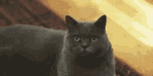 Cat What GIF - Cat What Huh GIFs