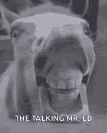 horse teeth talking mr ed