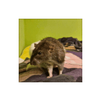 a rat is standing on a bed with a green background