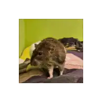 a rat is standing on a bed with a green background