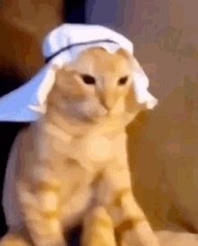 Egyptian Cat Cat GIF - Egyptian Cat Cat Mad Cat GIFs