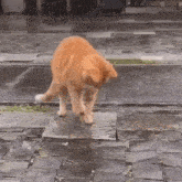 a cat is standing in the rain on a wet sidewalk .