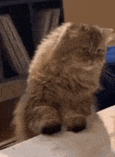 a fluffy cat is sitting on a table looking at the camera .