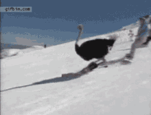Ostrich Snowboarding GIF