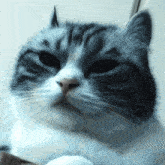 a close up of a cat 's face with a white background
