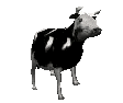 a black and white image of a cow standing on a white background .