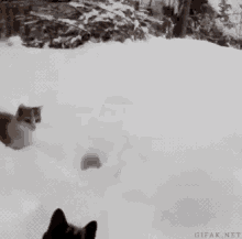 Jumping Snow GIF - Jumping Snow Zafdger GIFs