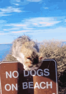 Cats Sign GIF