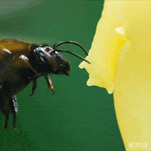 Collecting Orchid Oil Orchid Bee GIF - Collecting Orchid Oil Orchid Bee Our Living World GIFs