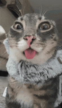 a cat with its tongue hanging out and a scarf around its neck
