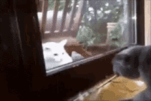 Cats Cat Fight GIF - Cats Cat Fight By The Window GIFs
