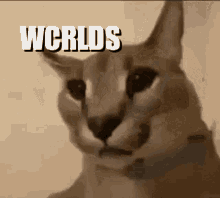 a close up of a cat with the words worlds written on it