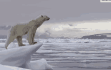 Ours Polaire Polar Bear GIF - Ours Polaire Polar Bear Ice GIFs