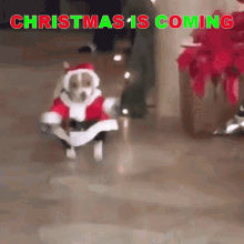 Dog Running GIF - Dog Running Santa Costume GIFs