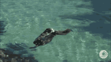 Adorable GIF - Otters Swimming GIFs