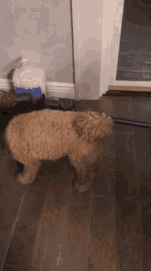 a small dog standing next to a vacuum cleaner on a wooden floor