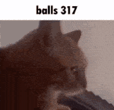 a close up of a cat with the words balls 317 written above it