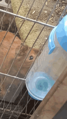 guinea pig drinking water so fast