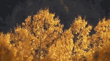 Aspen Trees GIF - Aspen Trees Wind GIFs