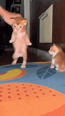 Orange Cat GIF - Orange Cat Mischief GIFs