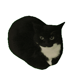 Maxwell Cat Sticker - Maxwell Cat Spinning - Discover & Share GIFs