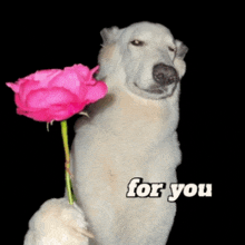 a white dog is holding a pink rose and the words for you are on the bottom