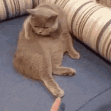Cat No Touch GIF - Cat No Touch Animal GIFs