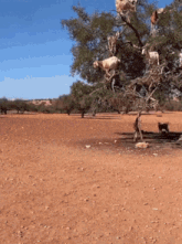 a group of goats are climbing a tree in a dirt field