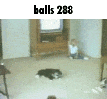 a blurred image of a cat and the words balls 288