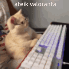 Katinas Valorant GIF - Katinas Valorant Cat Gaming GIFs
